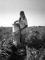 Young Migrant Laborer Picks Onions