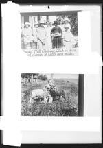 4-H, Pound Hill Clothing Club, child with sheep