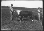 4-H, Man with steer