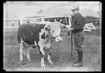 4-H, Boy with steer