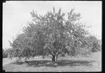 Apple tree located behind main Building