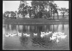 Ducks on Swan Lake (Duck Pond)