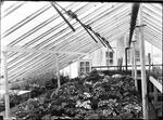 Greenhouse in Armory