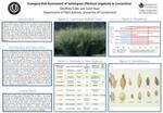 Ecological Risk Assessment of Switchgrass (Panicum virgatum) in Connecticut
