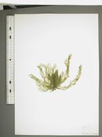 Herbarium-sheet