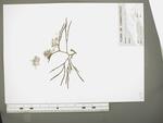 Herbarium-sheet