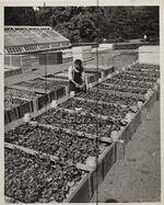 Potting gardens, Elizabeth Park, June 5, 1947