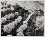 Man watering chrysanthemums, Elizabeth Park greenhouse, November 17, 1959