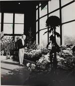 Hartford Park Department chrysanthemum show, Pond House, Elizabeth Park, November 15, 1966(?)