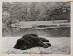 Dog resting near pond, Elizabeth Park, September 20, 1971