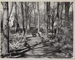 Primrose path, Elizabeth Park, May 13, 1954