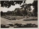 Flower beds, Elizabeth Park, August 2, 1945