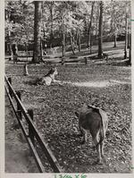 Burros, Sherwood Forest Zoo, Keney Park, Hartford, October 17, 1970