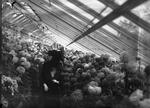 Greenhouses and chrysanthemums, Elizabeth Park, Hartford and West Hartford (1920)