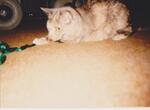 Photograph of Marvis Welch's cat-view #1