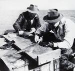 Dr. Daniel Merriman cataloging specimens on board Ellery Thompson's boat Eleanor (Stonington area)