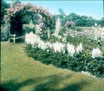 Sunnieholme - White Garden