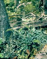 Rattlesnake Plantain Ferns