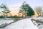 White Pines in Snow