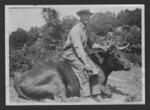 Joseph A. Caples sitting on a resting ox