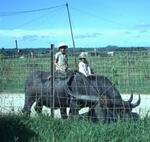 Two Boys on Two Water Buffalo